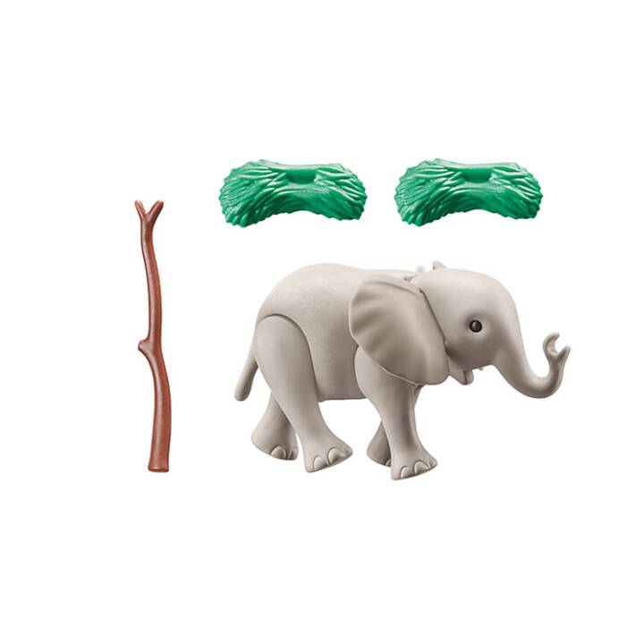 Young elephant
