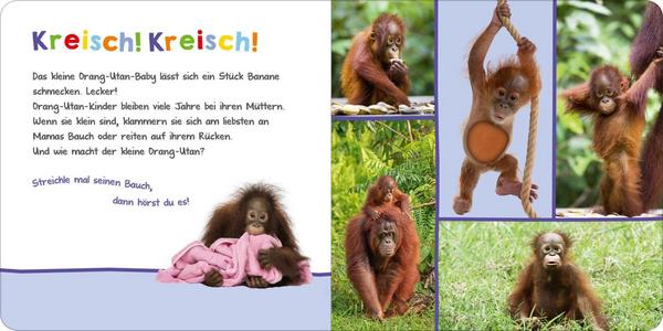 Hör mal rein, wer kann das sein? Tierbabys