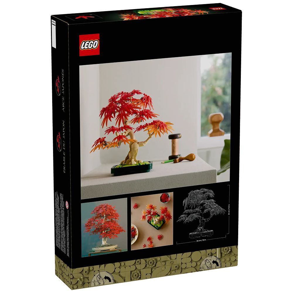 Japanese Red Maple Bonsai Tree