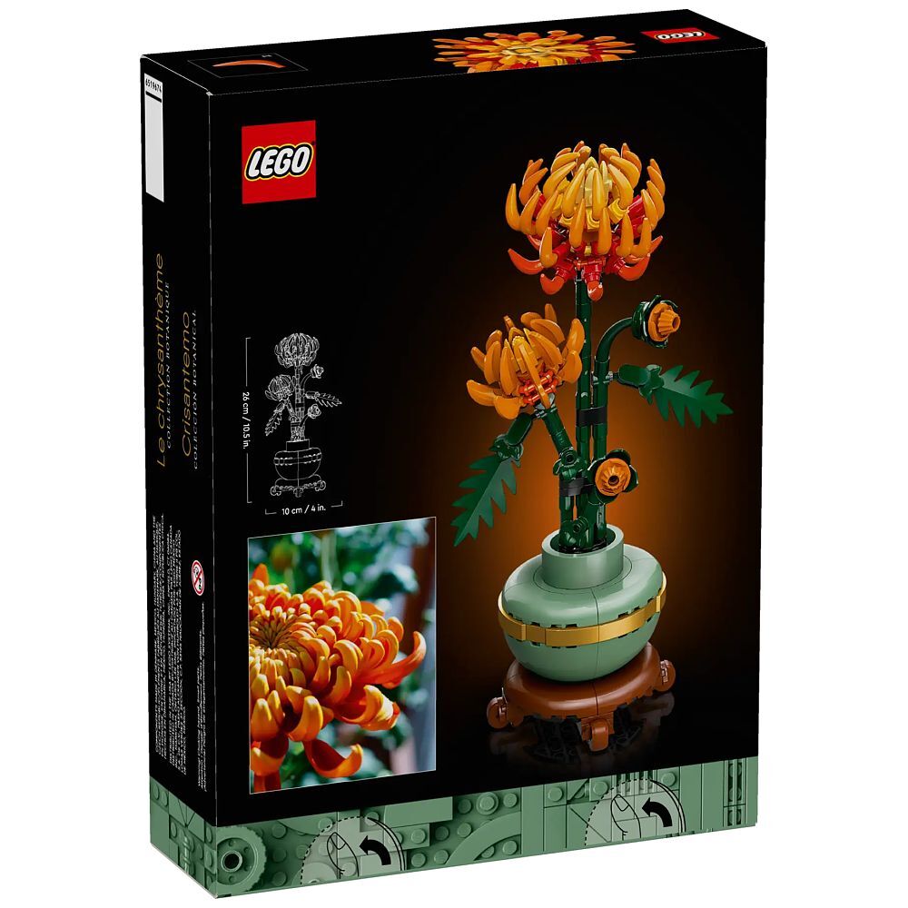 Chrysantheme