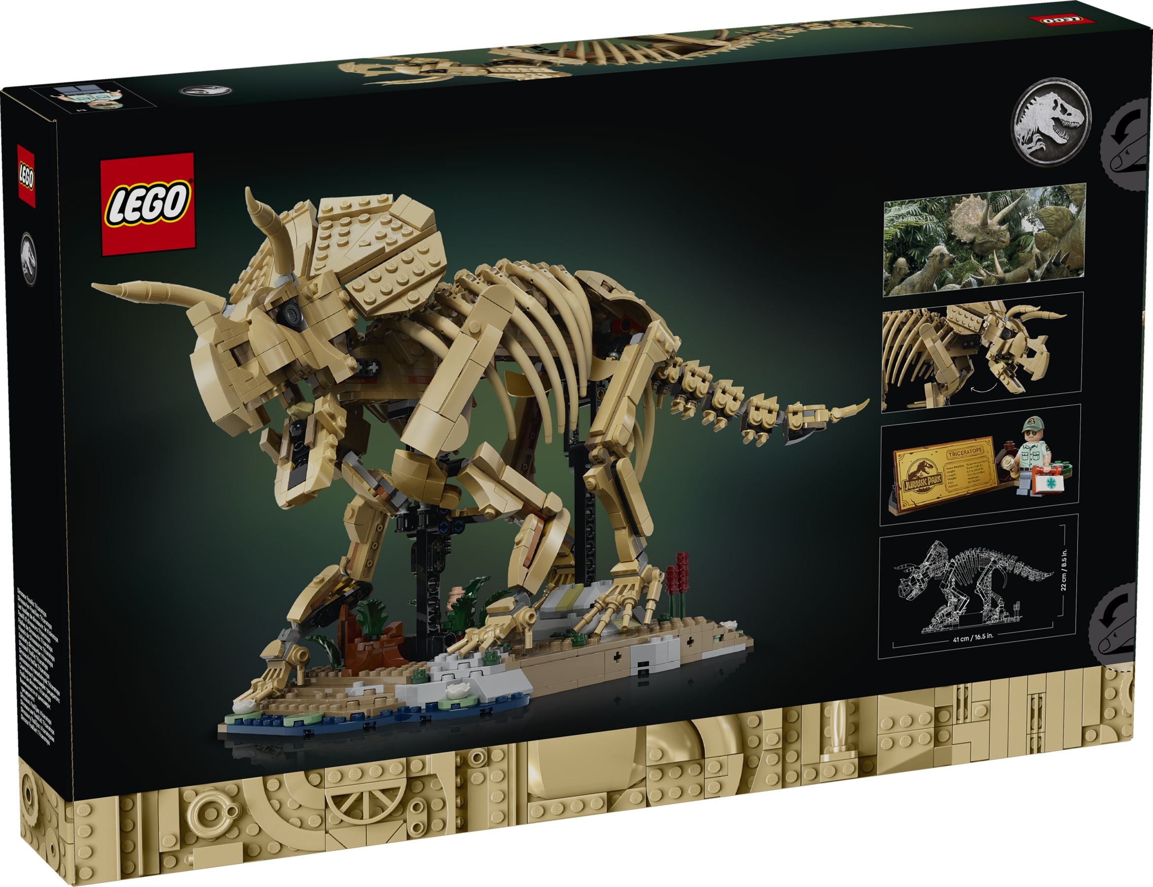 Dinosaur Fossils: Triceratops