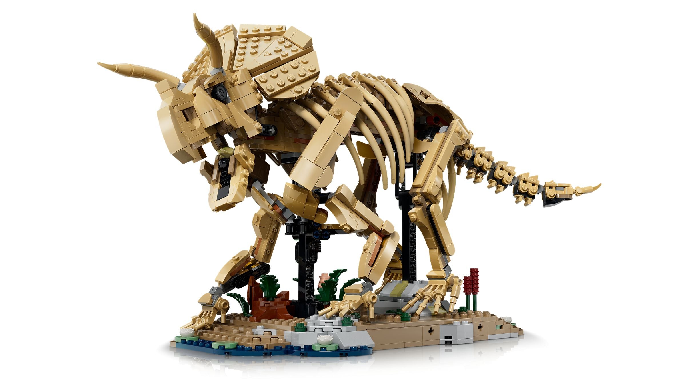 Dinosaur Fossils: Triceratops