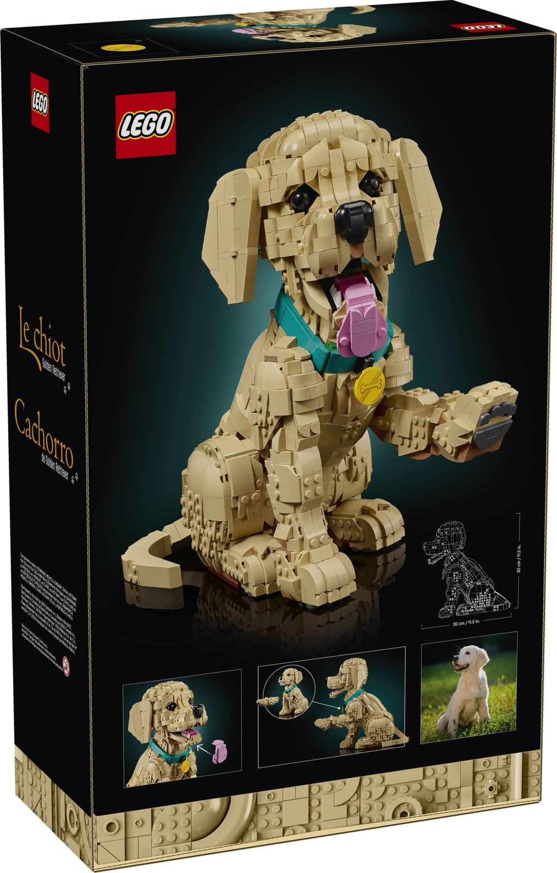 Golden Retriever Welpe