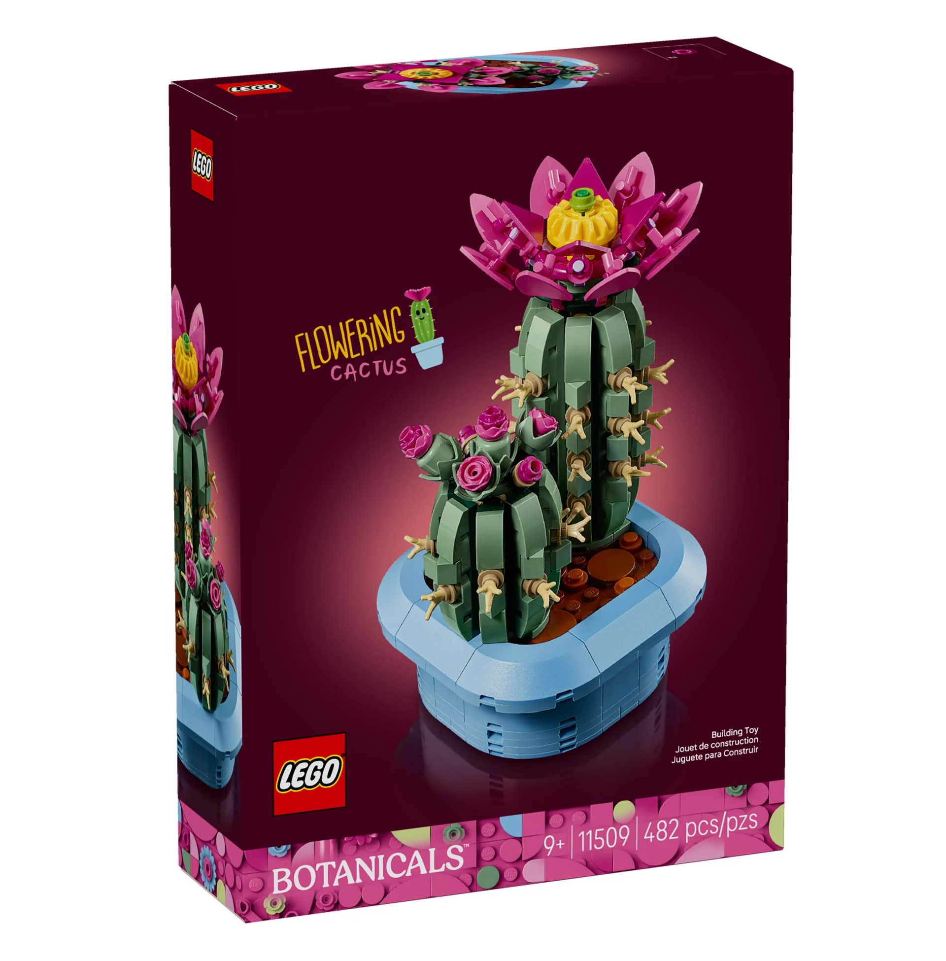 cactus en fleurs