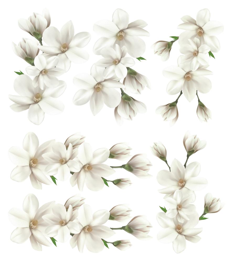 White Magnolia