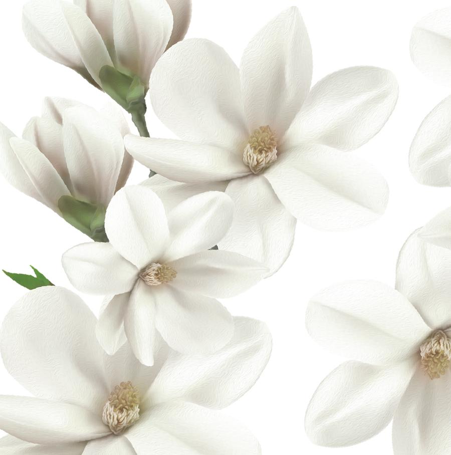 White Magnolia