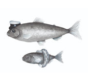 Wandsticker Kapitän Fisch