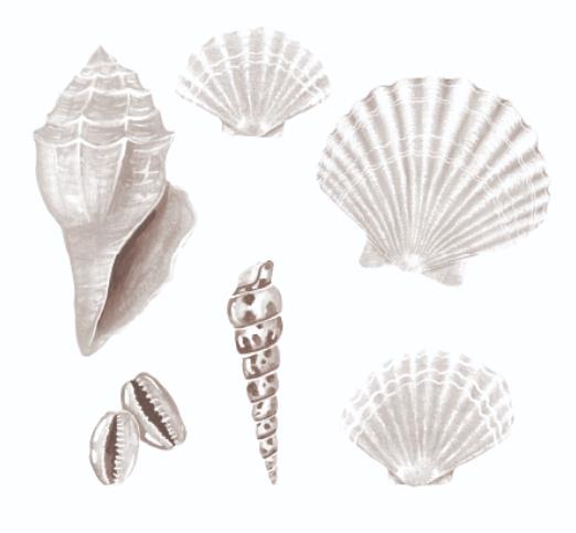 Wandsticker Muscheln Weiss
